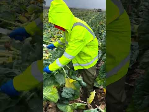 unknown vegetable tree cutting skill 😱 #vegetables #fruit #tiktok #viral #shorts #trending #ff #news