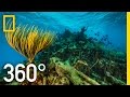Exploring the Ocean with Brian Skerry