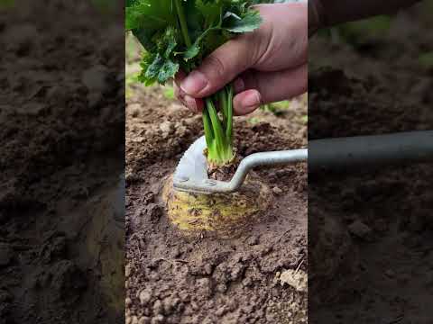 MS132040 mini rotary tillage and ridging <strong>all</strong>-in one <strong>tree</strong> 🌲 short view#subscribe