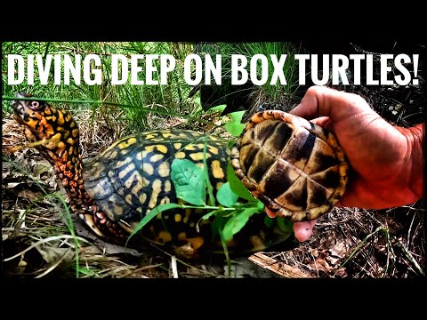 It's a Box Turtle & Red Belly Bonanza in Jersey! Did you know that there are 4 different subspecies of box turtle that exist in the wild of the East 