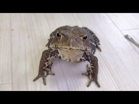 ごはんがほしいだけなのに飼い主のお喋りに付き合わされるカエル