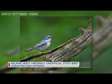 YouTube video thumbnail: How Cutting Down Trees Is Actually Helping West Virginia's 'Unofficial State Bird'