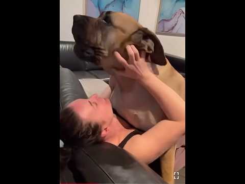 Big Boerboel Loves a  Cuddle
