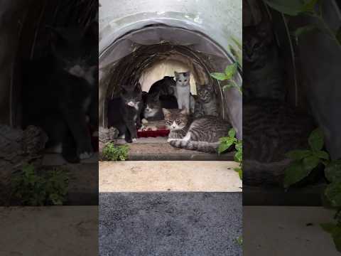 cat tent ⛺️ 😄 with rain ❤️ #cat #reaction #funny #love #baby #pets #comedy #catvideos #toyhouse #fun