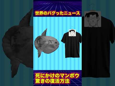 死にかけのマンボウ仰天復活劇　  #バグアカ