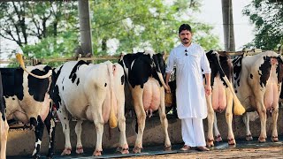 🔴Live🔴 from Gurwinder Dairy Farm,, Call- 73551 00093