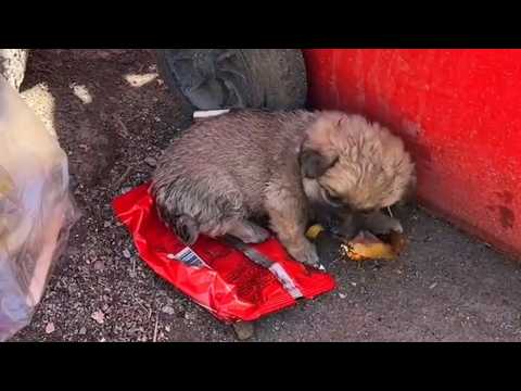 Found a stray puppy eating garbage, brought him home, feared he'd be bored so got a kitten companion