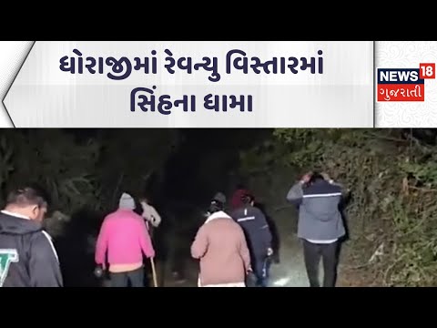 Rajkot Wildlife News | ધોરાજીમાં રેવન્યુ વિસ્તારમાં સિંહના ધામા | Forest Department | News18