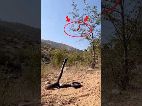 هجم هجمة الصاعقة.. ونزل بخفي حنين #viral #youtubeshorts