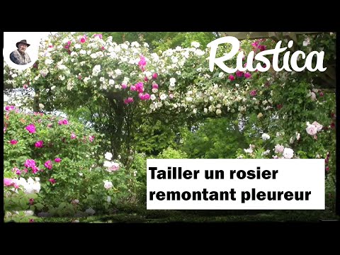 Comment tailler un rosier pleureur remontant en hiver