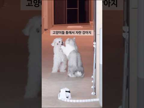 지가 고양이인줄 아는 강아지