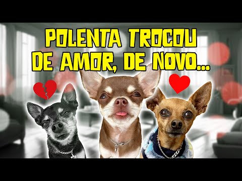 POLENTA TROCOU DE AMOR DE NOVO ❤️ ELA AMA O NHOQUE!