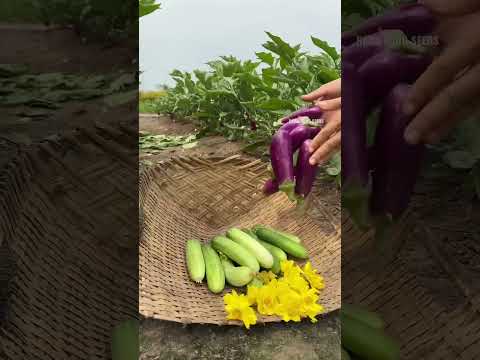 Thu hoạch cà tím baby - Rạng Đông seeds #hatgiongrangdong #rangdongseeds