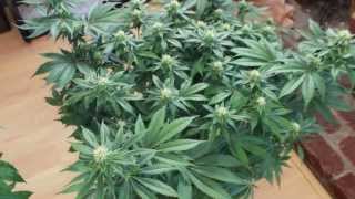 Girl Scout Cookies Week 3 of flowering w/ og kush