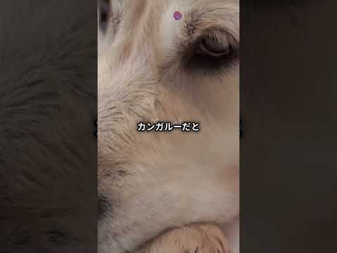 【Shorts】あなたの知らない動物の一面⑰|笑顔になれる話