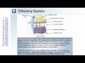 Olfactory System Concepts