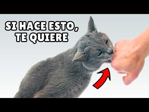 16 SEÑALES sutiles de que tu gato TE AMA (pero tú las ignoras)