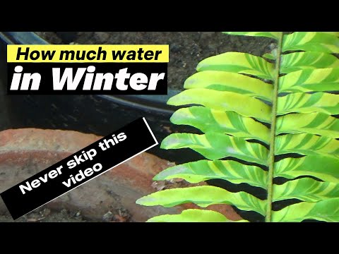 Winter plant watering | Paint mein kitna pani dalna chahiye | important tip