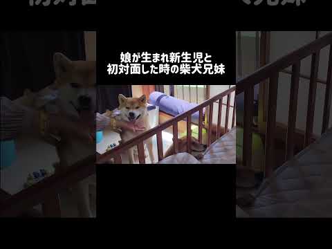 娘が生まれ新生児と初対面した時の柴犬兄妹 #shorts #shibainu