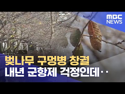 벚나무 구멍병 창궐..내년 군항제 걱정 (2023.10.26/뉴스데스크/MBC경남)