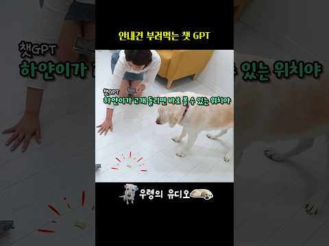 시각장애 엄마 대신 AI에게 제대로 당한 강아지 #안내견