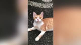 cute cat playing #cat