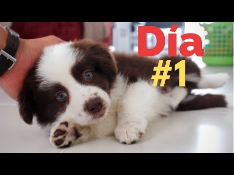 El PRIMER DÍA con un CACHORRO - Adiestramiento Canino