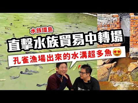 爆養！鬥魚管理術，養一萬隻鬥魚的那個男人！
