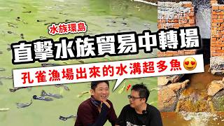 爆養！鬥魚管理術，養一萬隻鬥魚的那個男人！feat. @小森叔叔