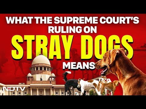 Supreme Court News | What The Supreme Court's Order On Delhi Stray Dogs Means