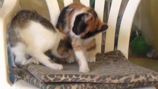 Cat cleaning funniest video