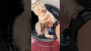 Rescue kittens that need to be saved #cat #kitten #cutecat #catlovers #kucinglucu