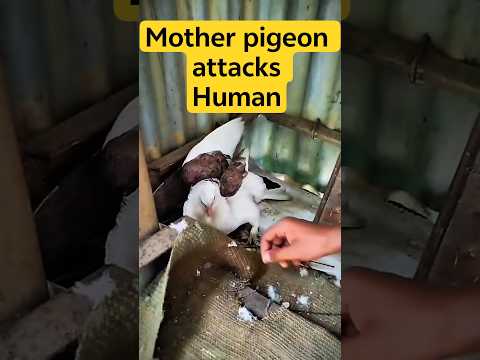 মা কবুতরের মাইর ||Mother pigeon attacks human