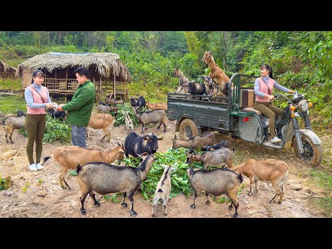 Buying Goats From Farmers and Use 3-Wheeled Truck To Transport Many Goats Go To Market Sell