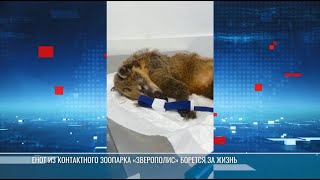 Спасение енота из контактного зоопарка «Зверополис»