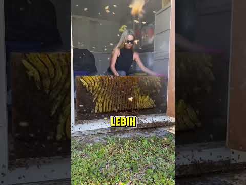 Memindah Sarang Lebah Tanpa Alat Pelindung!