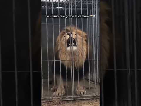 Lo último que grabo la cámara #leon #lyon #wildlife #animals