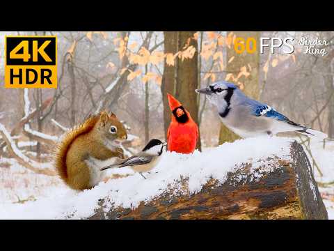 Christmas Cat TV 😺🎊 Relax with Winter Birds and Squirrels 🐿 Cat Games 4K HDR 60FPS