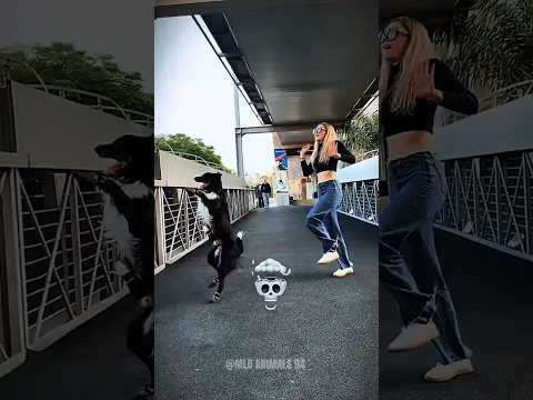 DANCING DOG💀#shorts #tranding #trending #viral #dancedog #dog #dogshorts #trendingshorts #funny#cut
