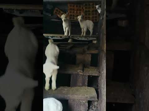 These Baby Goats Healed My Mood 🐐❤️#beautifullgoats #cute #babygoat