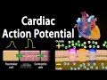 Cardiac Myocytes and Action Potentials