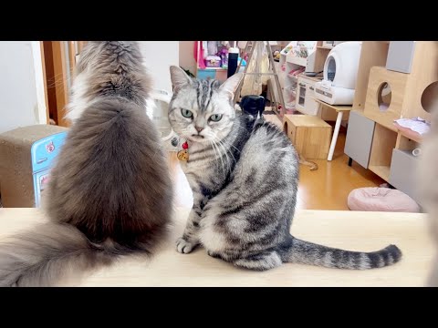 猫の動画サムネイル - 『まだかしら？』