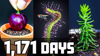 I Grew These 10 Plants for 1,171 Days (Time-Lapse Compilation)