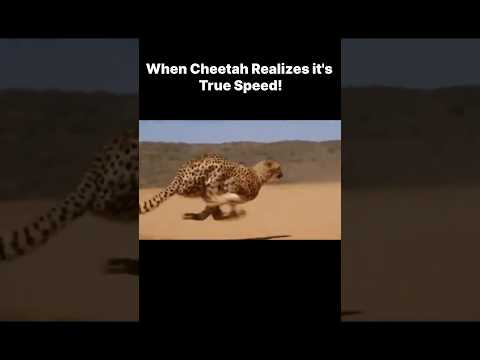 When Cheetah realizes it's true speed! 😤 #shorts #motivation