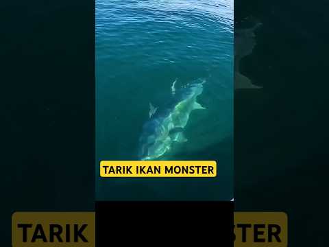 Joran di patahkan ikan tuna monster #mancing