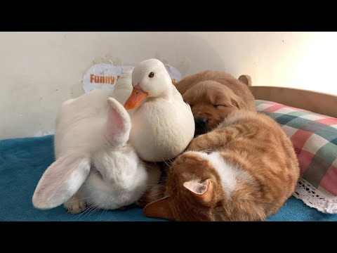 So funny! The golden retriever puppy chased the hen from the kitten's bed to sleep on the sofa! Cute