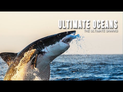 Ultimate Oceans - EP3 - Sharks