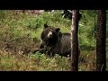 Grizzly Bears and Forest Ecosystems
