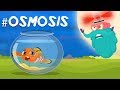 Exploring the Science of Osmosis