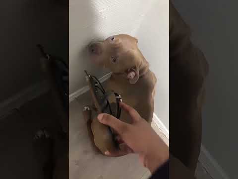 Funny and cute dogs compilation#funnydogs#cute#doglover#doglife#cure#dogshorts#pet#doglife#dogshorts